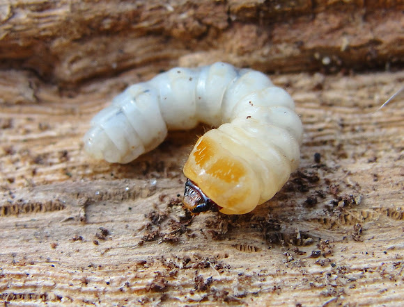 Wood boring beetle grub | Project Noah