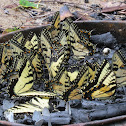 Eastern Tiger Swallowtail Lek
