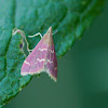 Raspberry Pyrausta Moth