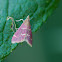 Raspberry Pyrausta Moth