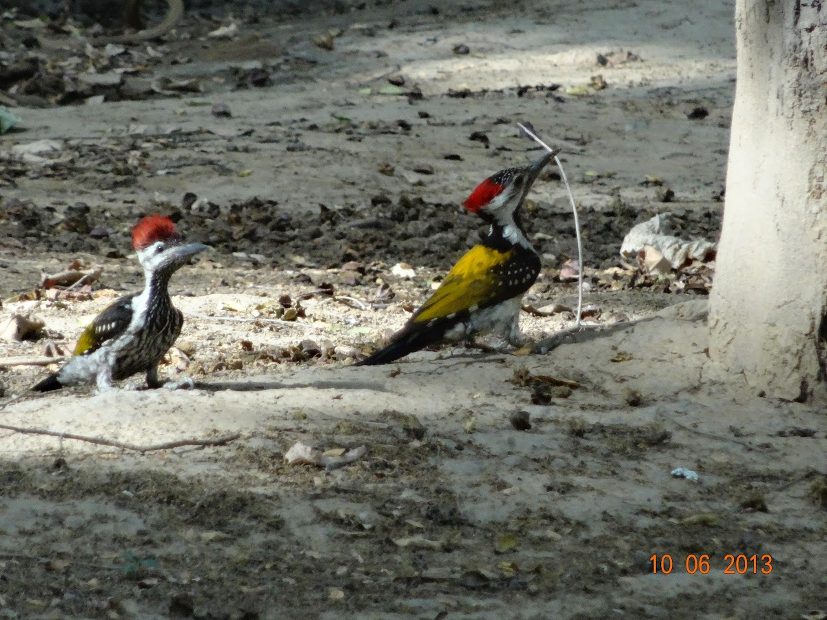 Black-rumped Flameback or Lesser Golden-backed Woodpecker