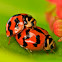 Indian Wave Striped Ladybug