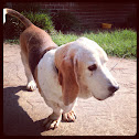 Bassett hound
