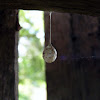 Common Two-tailed Spider egg sac