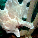 Painted Frogfish