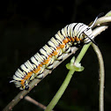 Caterpillar of Blue Tiger