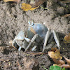 Florida Blue Land Crab