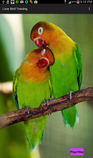 Love Bird Training