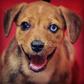 Another Day by Rusty Jhorn - Animals - Dogs Puppies