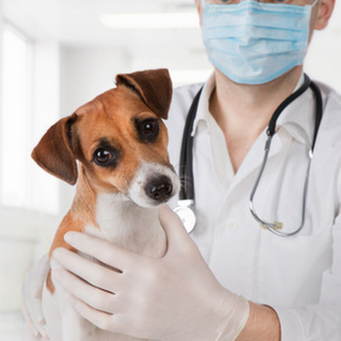 What is Demodicosis and how can we treat it