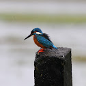 Eurasian Kingfisher