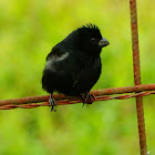 Thick-billed seed finch male
