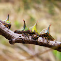 Thorn treehoppers