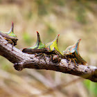 Thorn treehoppers