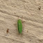 Common Green Leafhopper