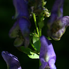 Aconite