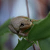 Cope's Gray Tree Frog