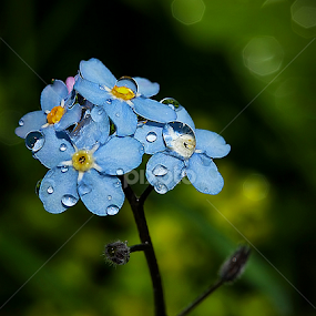by Jane Bjerkli - Flowers Flowers in the Wild