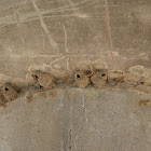Cliff swallow mud nests
