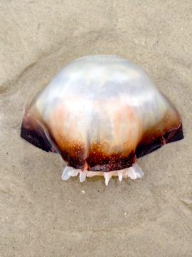 Cabbage Head Jellyfish