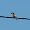 Bee-eater with carpenter bee