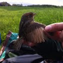 Nelson's sharp-tailed sparrow