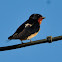 Barn Swallow, Golondrina