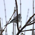 The White Wagtail