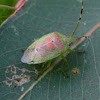 Eucalyptus shield bug