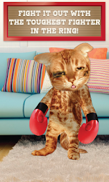 Boxing Cat poster 2