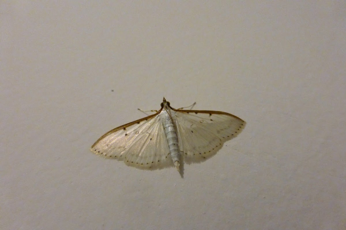 Moth I met in one night - 2