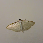 Moth I met in one night - 2
