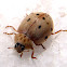 Mariquita Ashy Gray Lady Beetle