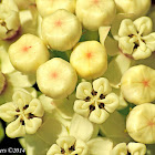 White milkweed