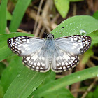 Skipper Butterfly - Mariposa