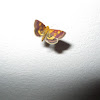Mint moth