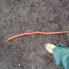 giant earthworm