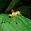 Forest Cricket