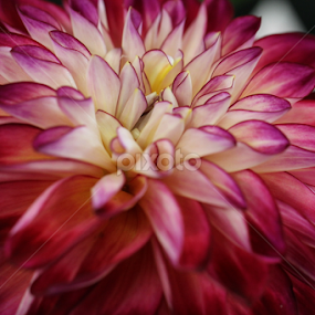 by Liz Okon - Flowers Single Flower