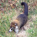 White-Nosed Coati