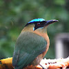 Blue crowned motmot