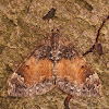 The Common Marbled Carpet