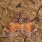 The Common Marbled Carpet