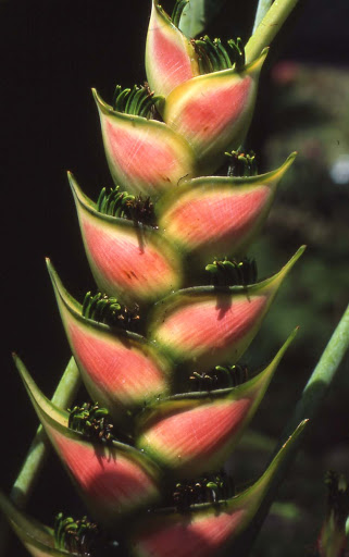 A lobster claw, or heliconia, at Fiji's Garden of the Sleeping Giant, home to 25,000 species of flowers.