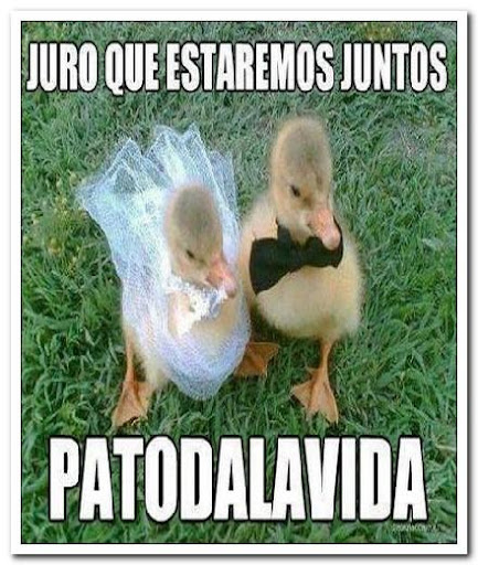 Humor Animal 2