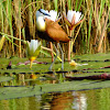 African Jacana