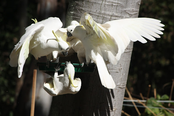 Sulphur Crested Cockatoo Project Noah