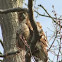 Red-Tailed Hawk (juvenile)