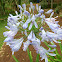 African Lily and White