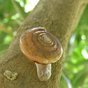 Glass snail